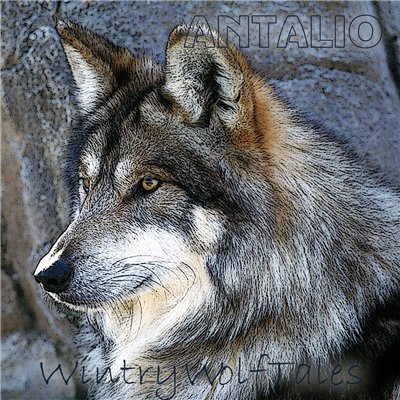 Antalio - Wintry WolfTales [EP] (2014)